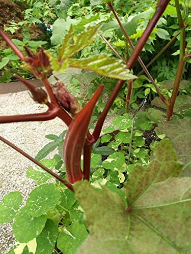 Graines de légumes Okra rouge de Bourgogne biologique Hundredfold 100 - Abelmoschus esculentus Délicieuses gousses rouges et belles fleurs, sans OGM 