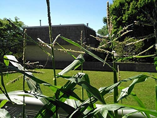 Organic Non-GMO Luther Hill White Sweet Corn 50 Seeds - Zea mays USA Heirloom, Best for Grilled Corn on The Cob