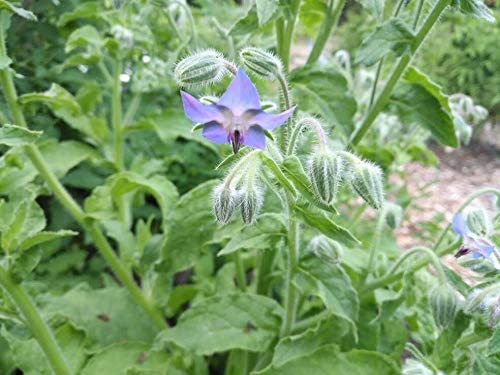 Hundredfold Borage 100 Herb Seeds - Borago officinalis, Non-GMO Starflower, Edible Flowers & Young Shoots, Bee Bush or Bee Bread