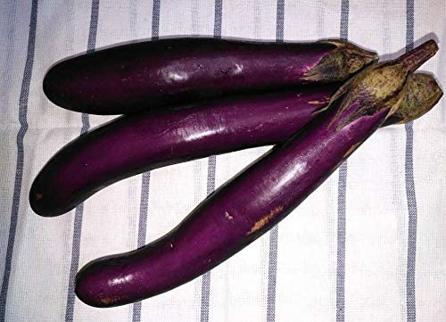 Aubergine chinoise longue violette au centuple 50 graines de légumes - Hybride F1 sans OGM pour conteneur, serre ou terrasse 