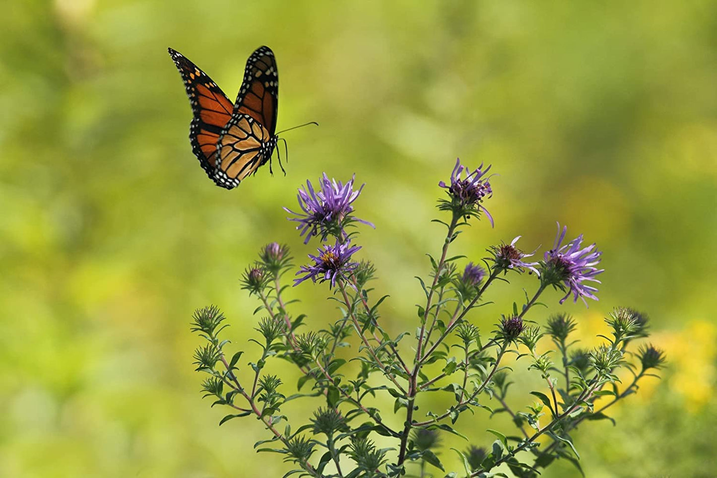 Hundredfold Canada Keystone Wildflower Seed Mix to Support Native Pollinators & Specialist Bees, Seeds Containing New England Aster, Gray Goldenrod & Maximilian Sunflower, Attract Beneficial Bees, Moths and Butterflies