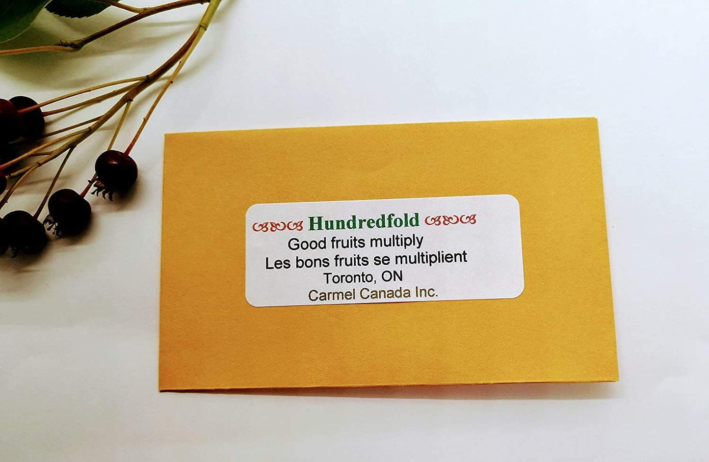 Hundredfold Lacy Phacelia 500 Flower Seeds - Phacelia tanacetifolia Blue or Purple Tansy, Fiddle Neck Fiddleneck, Non-GMO USA Native, for Cover Crop & Bee Garden Brand: Hundredfold