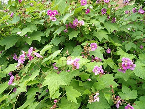 20 Purple Flowering Raspberry Thimbleberry Fruit Seeds - Rubus Odoratus, Canada Native