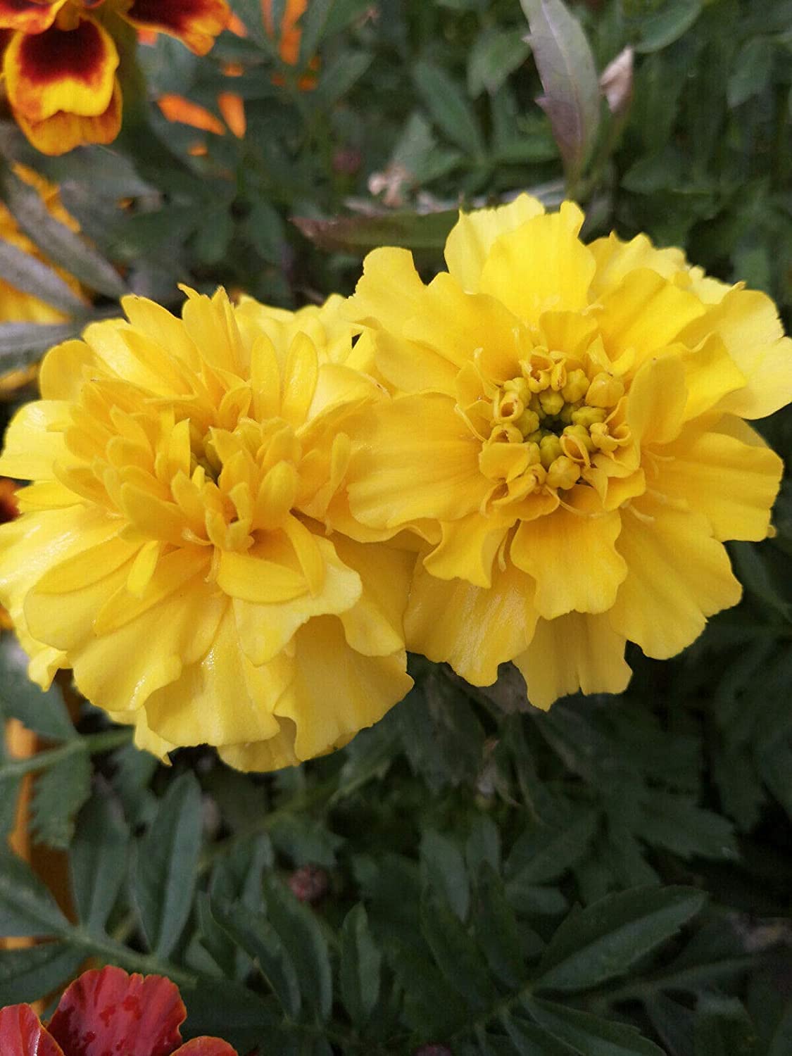 Hundredfold Crackerjack Mix African Marigold 400 Flower Seeds - Tagetes erecta Cracker Jack Mexican Marigold with Large Flowers & Long Bloom Time