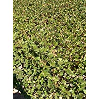 Graines de soja Tankuro sans OGM au centuple 20 graines - Edamame noir, savoureux et nutritif, pour la plantation en conteneur, sur la terrasse et dans le jardin 