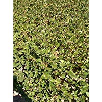 Hundredfold Non-GMO Tankuro Soybean Soy Bean 20 Seeds - Black Edamame, Tasty and Nutritious, for Container, Patio and Garden Planting