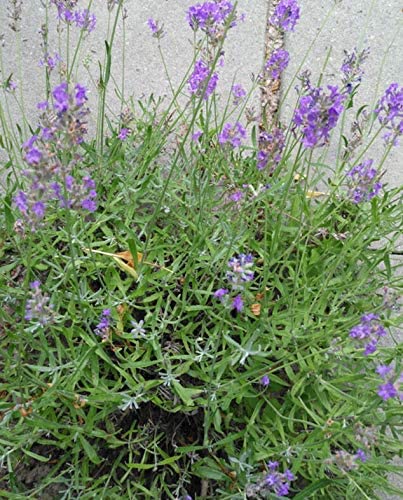 Lavande anglaise au centuple Lavandula angustifolia 200 graines - Lavande Vera, véritable lavande Heirloom, graines d'herbes non OGM, avec des fleurs parfumées et des feuilles rafraîchissantes 