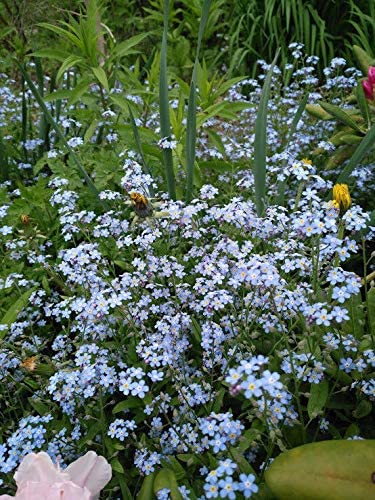 Woodland Forget-Me-Not Forget Me Not Myosotis sylvatica 100 Seeds – Non-GMO Blue Flowers, for Rock/Water/Rain Gardens or Wedding Favors & Anniversary Gift, Packed and Shipped in Canada