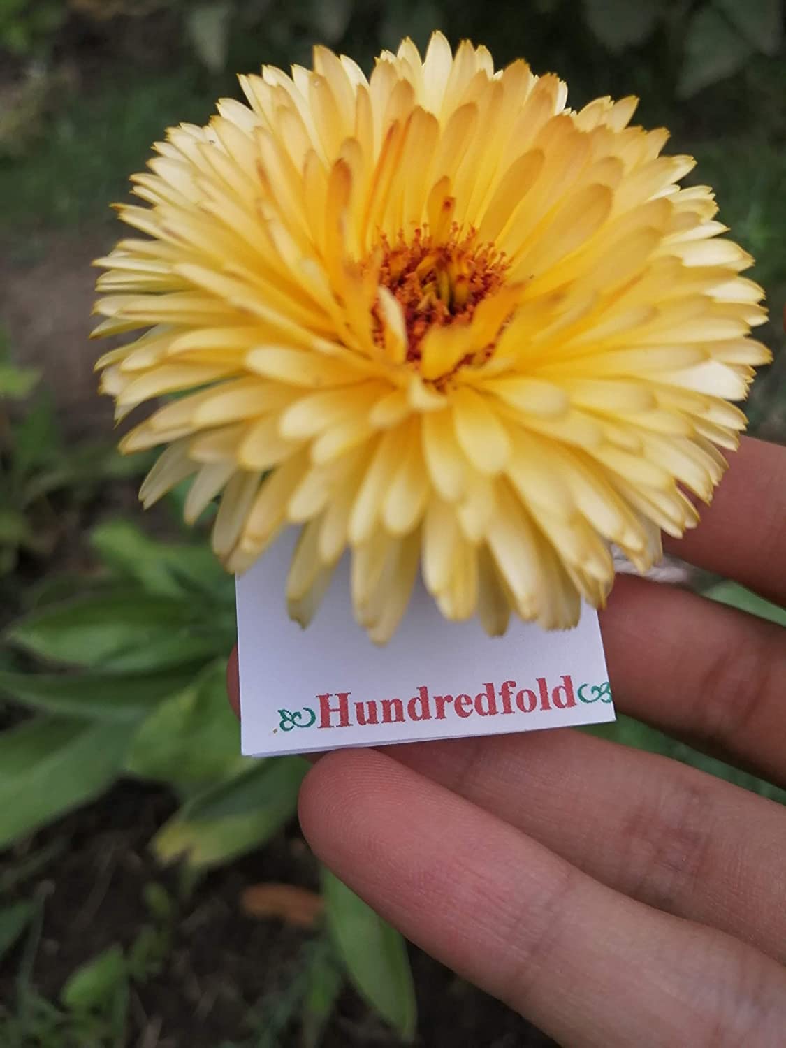 Calendula Pacific Beauty Mix 200 Herb Seeds - Calendula officinalis Marigold, Non-GMO Edible Flowers