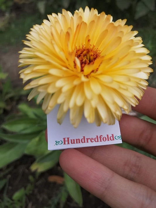 Calendula Pacific Beauty Mix 200 graines d'herbes - Calendula officinalis Souci, fleurs comestibles sans OGM 