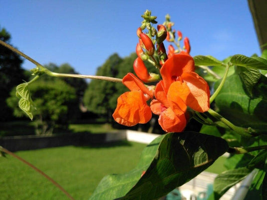 Haricot à rames Scarlet Emperor 20 graines de légumes – Heirloom sans OGM Phaseolus coccineus, attracteur de colibris et d'abeilles 