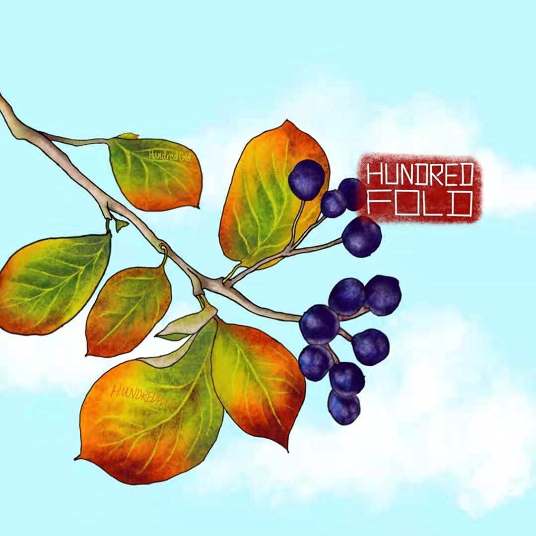 Hundredfold 20 Black Chokeberry Seeds – Aronia melanocarpa Aronia Berries Adaptive Canadian Native Shrub, for Landscaping, Erosion Control, Windbreak or Backyard Fruit Tree, Producing High Antioxidant Fruits, Packed and Shipped in Canada