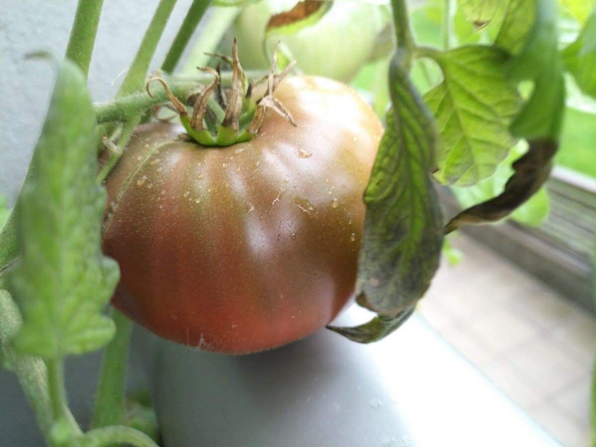 Graines de tomates violettes Cherokee biologiques Hundredfold 30 graines de légumes – Heirloom sans OGM pour salade ou sandwich 