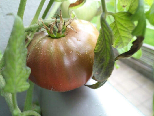 Graines de tomates violettes Cherokee biologiques Hundredfold 30 graines de légumes – Heirloom sans OGM pour salade ou sandwich 