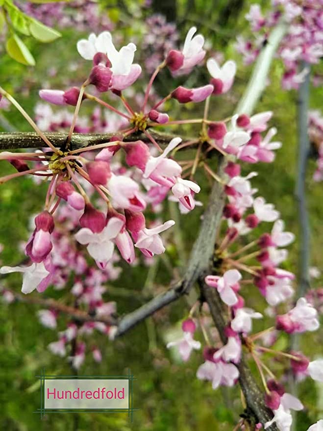 Eastern Redbud 20 Seeds, Cercis Canadensis Ontario Native, Beautiful Spring Blossom, Deer Resistant, Landscaping Shrub or Small Tree, for Lawn Tree & Yard Tree