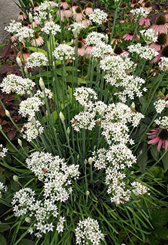 Hundredfold Garlic Chive, Chinese Leek, 200 Vegetable/Herb Seeds - Allium tuberosum for Jiaozi or Omelet