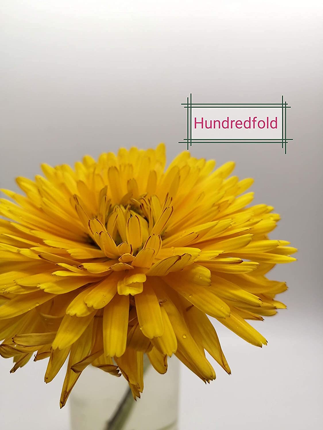 Calendula Pacific Beauty Mix 200 graines d'herbes - Calendula officinalis Souci, fleurs comestibles sans OGM 