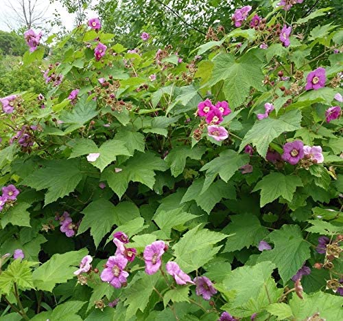 20 Purple Flowering Raspberry Thimbleberry Fruit Seeds - Rubus Odoratus, Canada Native