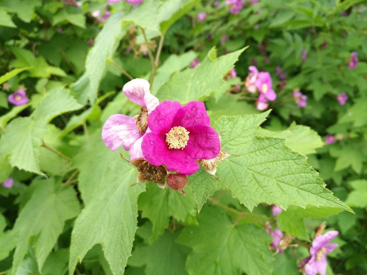 20 Purple Flowering Raspberry Thimbleberry Fruit Seeds - Rubus Odoratus, Canada Native