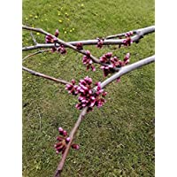 Hundredfold Eastern Redbud 20 Seeds - Cercis Canadensis Ontario Native, Beautiful Spring Blossom, Deer Resistant, Landscaping Shrub or Small Tree, for Lawn Tree & Yard Tree