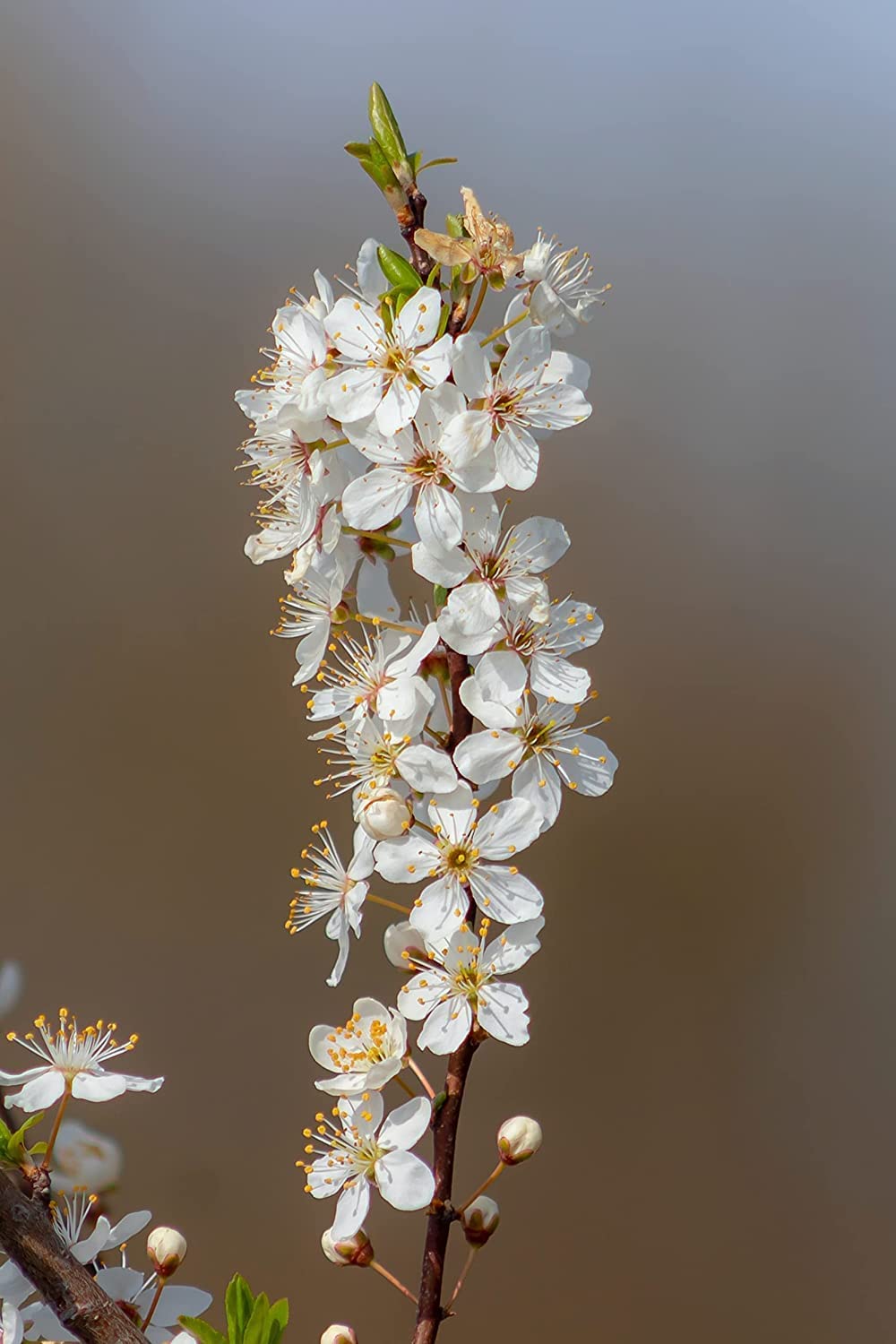Prunier sauvage Prunier américain 5 graines à planter - Prunus Americana Petit arbre fruitier ou arbuste non OGM, originaire du Canada et des États-Unis 