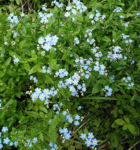 Woodland Forget-Me-Not Forget Me Not Myosotis sylvatica 100 Seeds – Non-GMO Blue Flowers, for Rock/Water/Rain Gardens or Wedding Favors & Anniversary Gift, Packed and Shipped in Canada