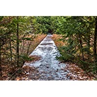 Pruche de l'Est centuple 1 plant - Tsuga Canadensis Épinette de pruche, pruche du Canada Arbre indigène de l'Ontario pour l'aménagement paysager, le reboisement ou la plante d'intérieur en bonsaï 