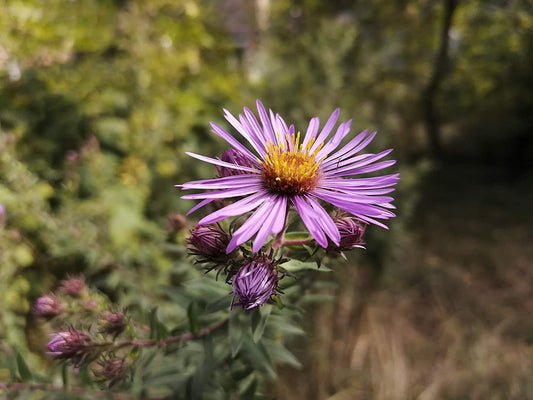Cent fois 100 graines d'aster de Nouvelle-Angleterre - Symphyotrichum novae-angliae Source de nectar de fleur sauvage indigène du Canada pour les papillons monarques et les abeilles, aliment de base du jardin d'automne 