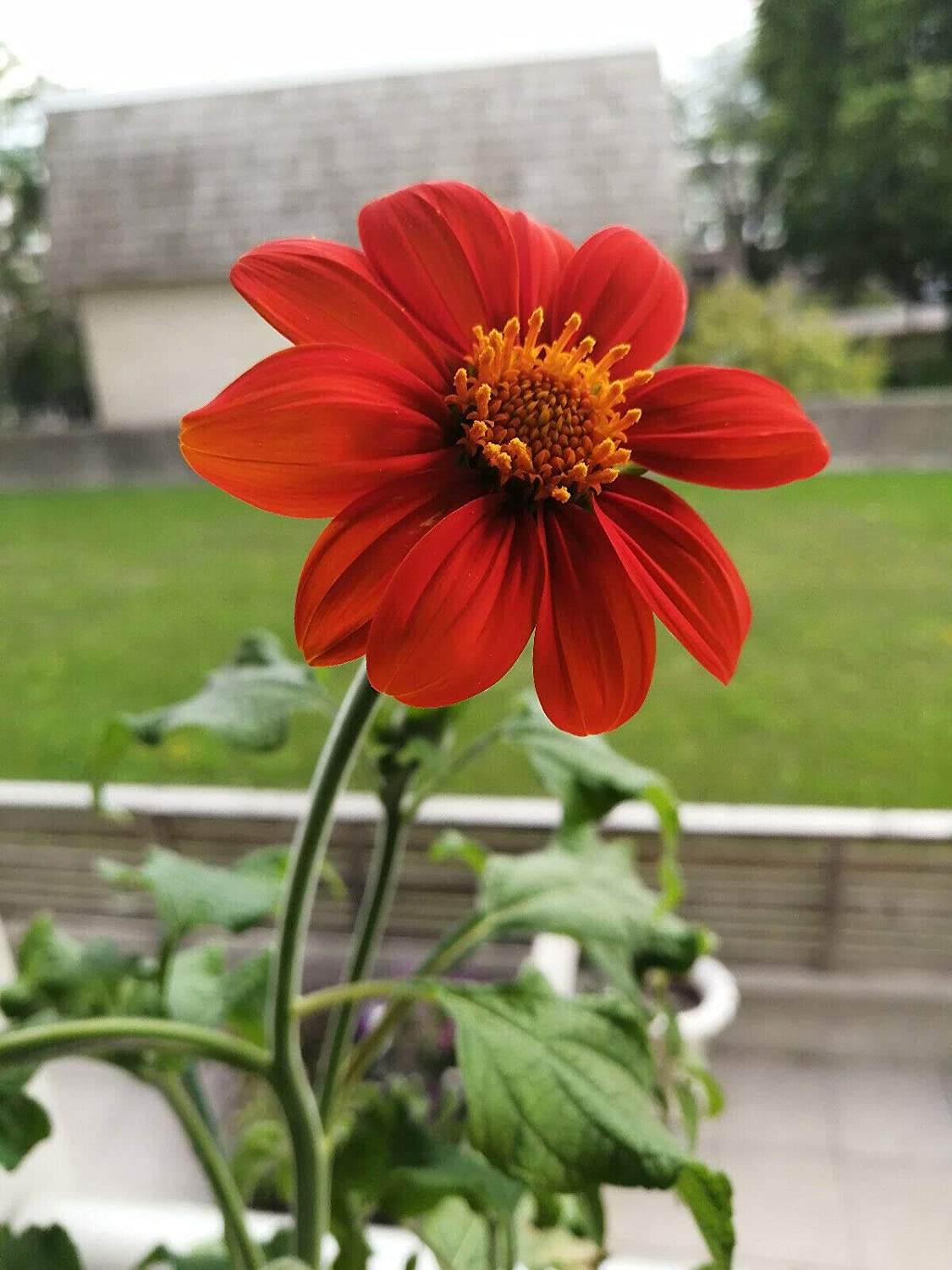 Torch Tithonia 50 Flower Seeds - Tithonia rotundifolia, Mexican Sunflower for Bees, Butterflies and Hummingbirds, Flower Bed, Border & Container