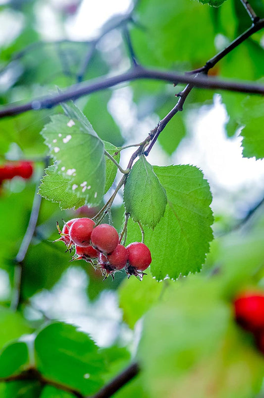 Hundredfold Downy Hawthorn 20 Seeds – Crataegus mollis Red Haw Thorn Canada Native Small Fruit Tree, Perfect for Backyard Birding & Hedgerow Hedge Row
