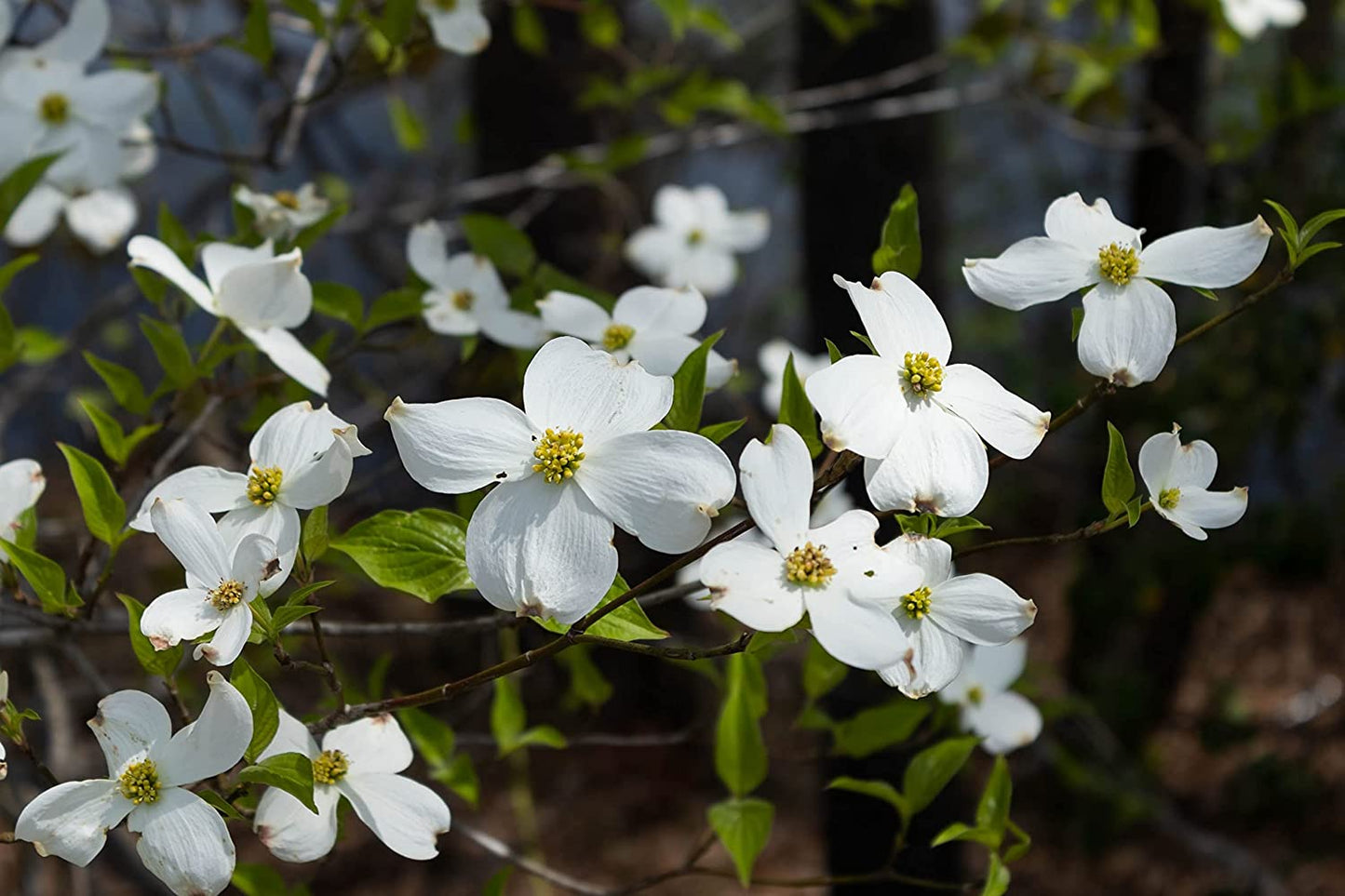 Cornouiller à fleurs centuples 10 graines – Cornus florida Arbuste indigène Petit arbre Arbre de pelouse Attrayant pour les oiseaux Cornouiller de Virginie, Cornouiller blanc, Cornouiller 