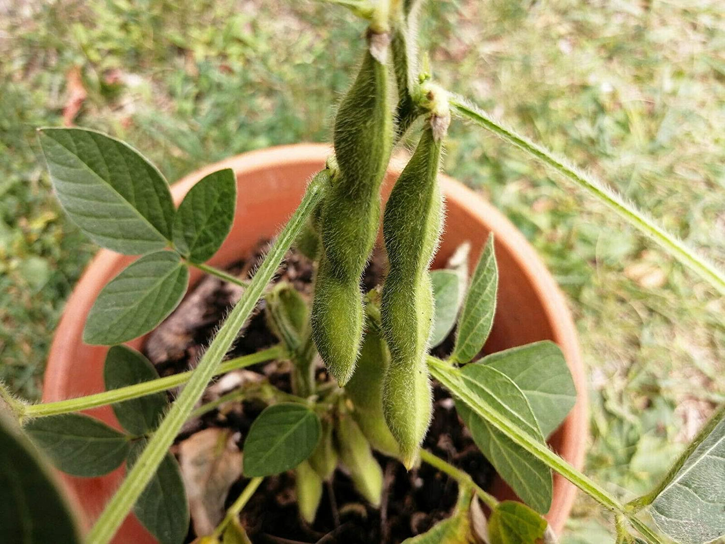 Hundredfold Organic Shirofumi Soy Bean 20 Seeds - Glycine max Open-pollinated Heirloom Soybean, Edamame Vegetable Seeds
