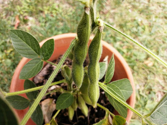 Hundredfold Organic Shirofumi Soy Bean 20 Seeds - Glycine max Open-pollinated Heirloom Soybean, Edamame Vegetable Seeds