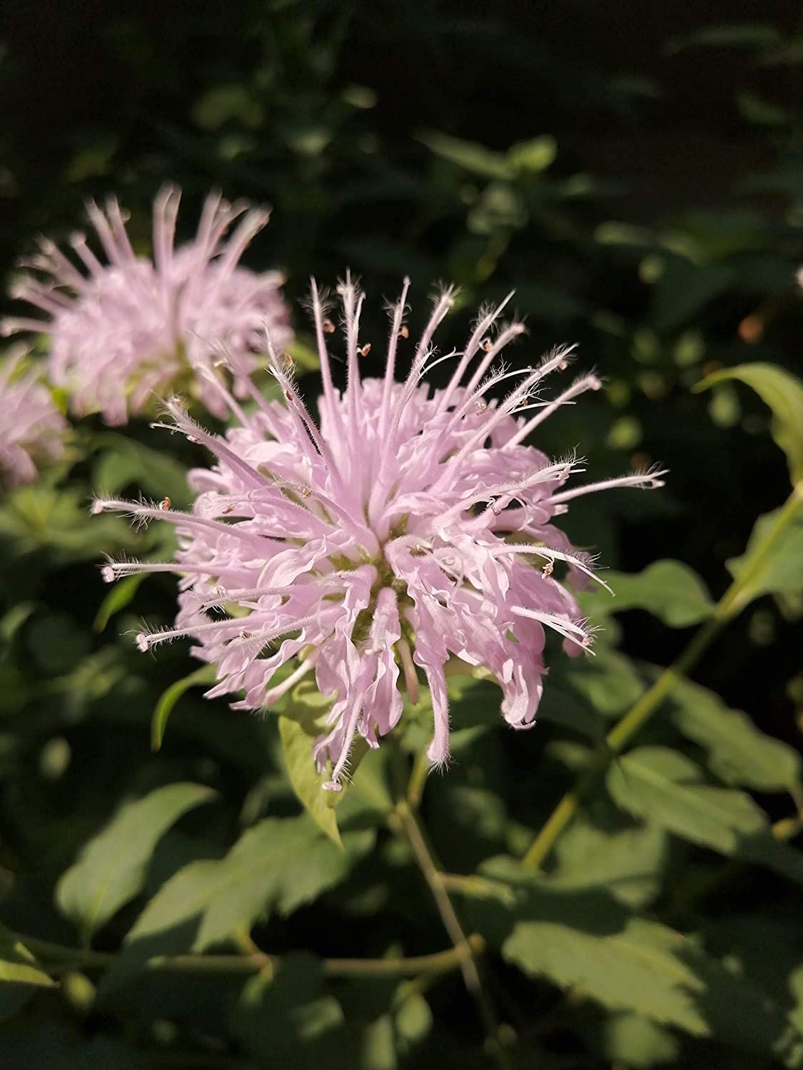 Monarde fistuleuse - 200 graines d'herbes indigènes - Monarda fistulosa - De belles fleurs attirent les abeilles, les papillons et les colibris 