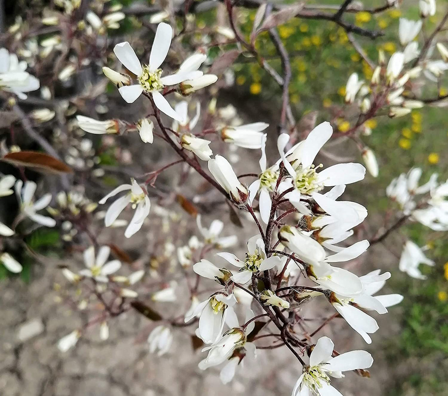 Amélanchier centuple Baie de juin Baie de juin 1 plantule - Shadblow, Shadbush ou Saskatoon Berry Arbuste fruitier indigène du Canada et des États-Unis, à racines nues Racines nues Une plante vivante (sans pot) 