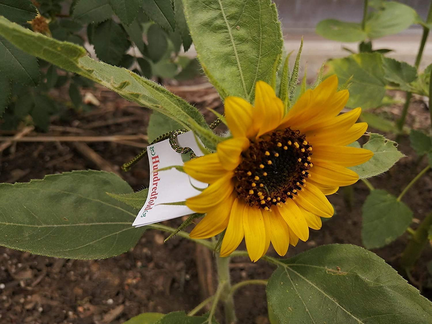 Dwarf Sunflower 25 Seeds for Planting - Helianthus annuus Single-stem, Mini Sunflower, Cute Garden Flower, Non-GMO, Container, Patio & Yard