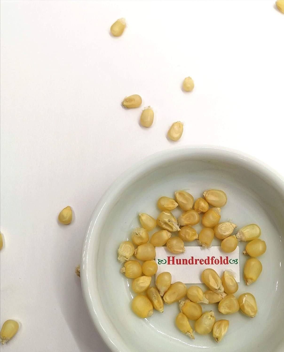 Hundredfold Pennsylvania Dutch Butter Flavored Popcorn Pop Corn100 Seeds - Zea mays Non-GMO Heirloom Pre-1885 Variety