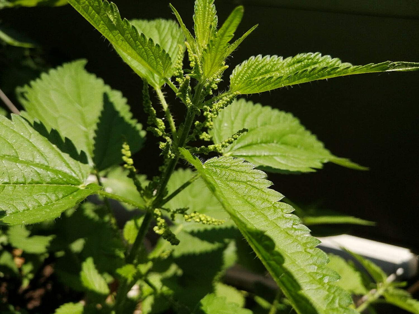 Organic Stinging Nettle 200 Herb Seeds - Common Nettle, Stinger, Urtica dioica