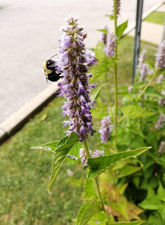 Hundredfold Anise Hyssop 1000 Herb Seeds - Agastache foeniculum Vanilla Hyssop, Giant Hyssop, Canada & America Native, Purple Flowers Attractive to Bees & Butterflies