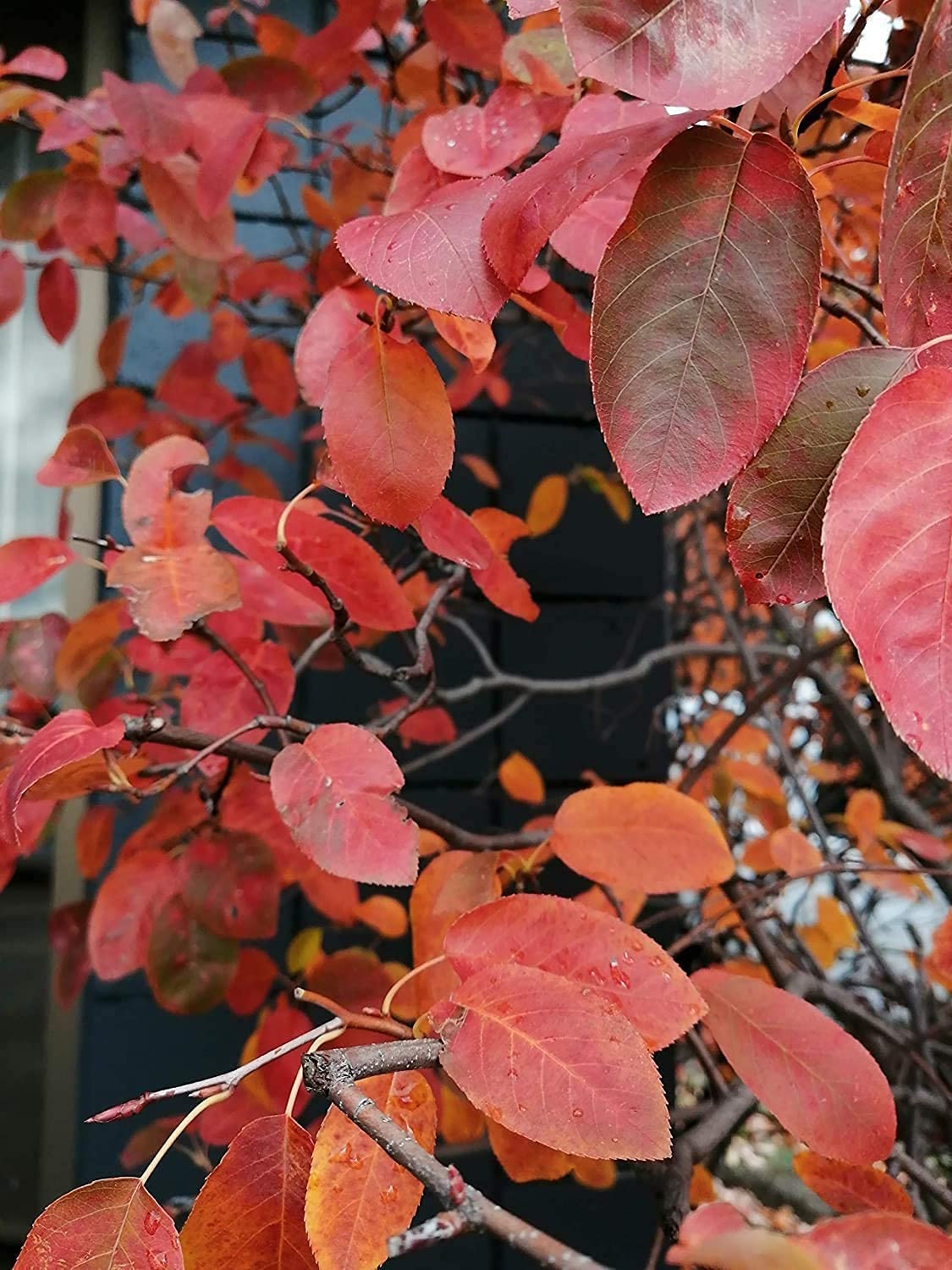 Amélanchier centuple Baie de juin Baie de juin 1 plantule - Shadblow, Shadbush ou Saskatoon Berry Arbuste fruitier indigène du Canada et des États-Unis, à racines nues Racines nues Une plante vivante (sans pot) 