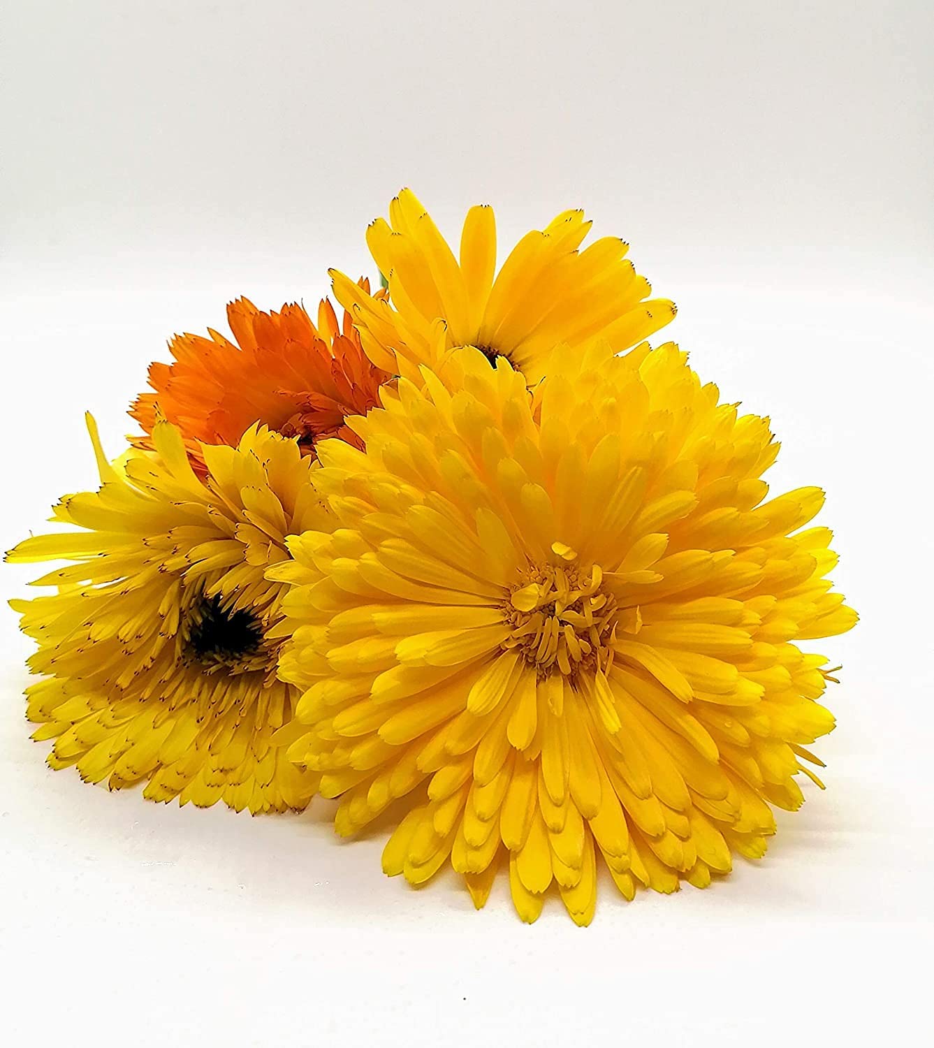 Calendula Pacific Beauty Mix 200 graines d'herbes - Calendula officinalis Souci, fleurs comestibles sans OGM 