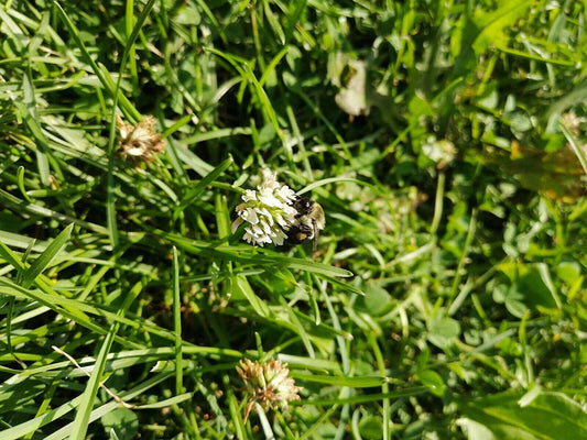 Trèfle blanc hollandais centuple Trifolium repens 6 grammes ou 0,2 oz de graines - Légumineuse vivace sans OGM, plante couvre-sol et plante mellifère pour pelouse, jardin et terres cultivées, expédiée au Canada 