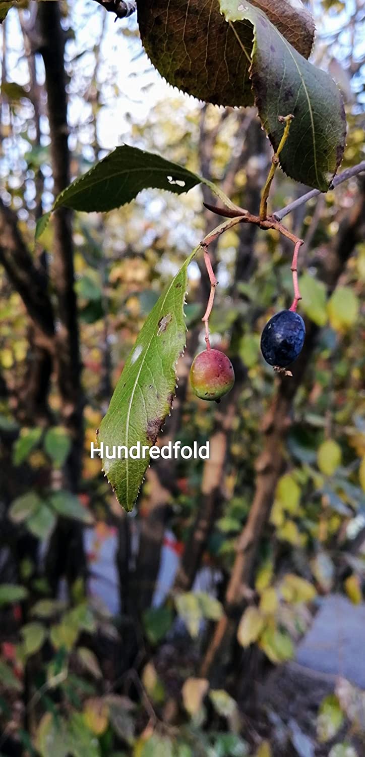 Hundredfold Nannyberry 10 Shrub/Small Tree Seeds - Viburnum lentago Non-GMO, Sweet Viburnum, Nanny Berry Sheepberry, Canada Native, for Edible Landscaping & Food Plot