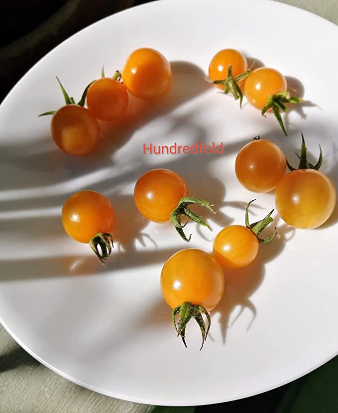Honey Drop Cherry Tomato 30 Vegetable Seeds - Non-GMO Sweet and Flavorful Fruits, Honeydrop, Easy to Grow, Productive, Great for Containers or Small Spaces