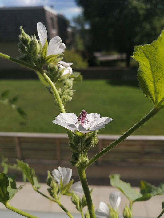 Guimauve biologique au centuple 50 graines d'herbes - Althaea officinalis Sans OGM pour racine de guimauve ou fleurs d'abeille 