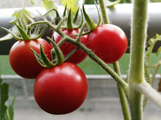 Tomate cerise Hundredfold Gardener's Delight 30 graines de légumes - Sugar Lump, à pollinisation libre, sans OGM 
