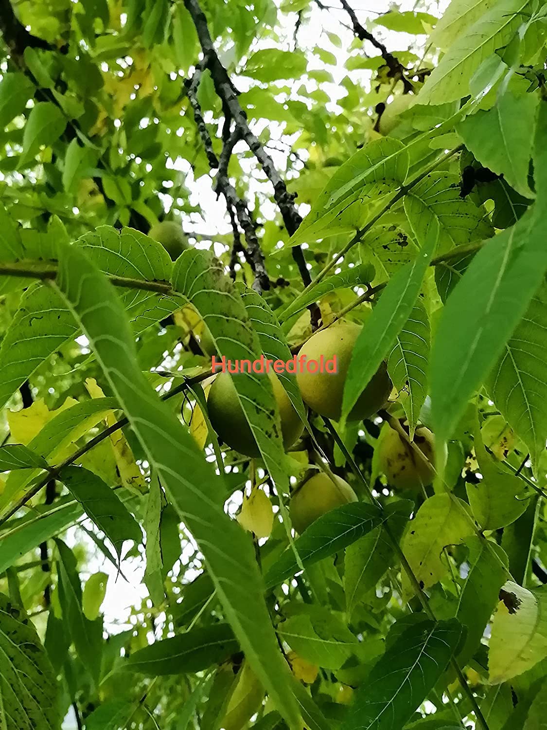 Black Walnut 20 Nuts Juglans nigra Eastern Balck Walnut, Canada Native Fresh Seeds for Sale by Hundredfold,  for Planting, Ontario Grown