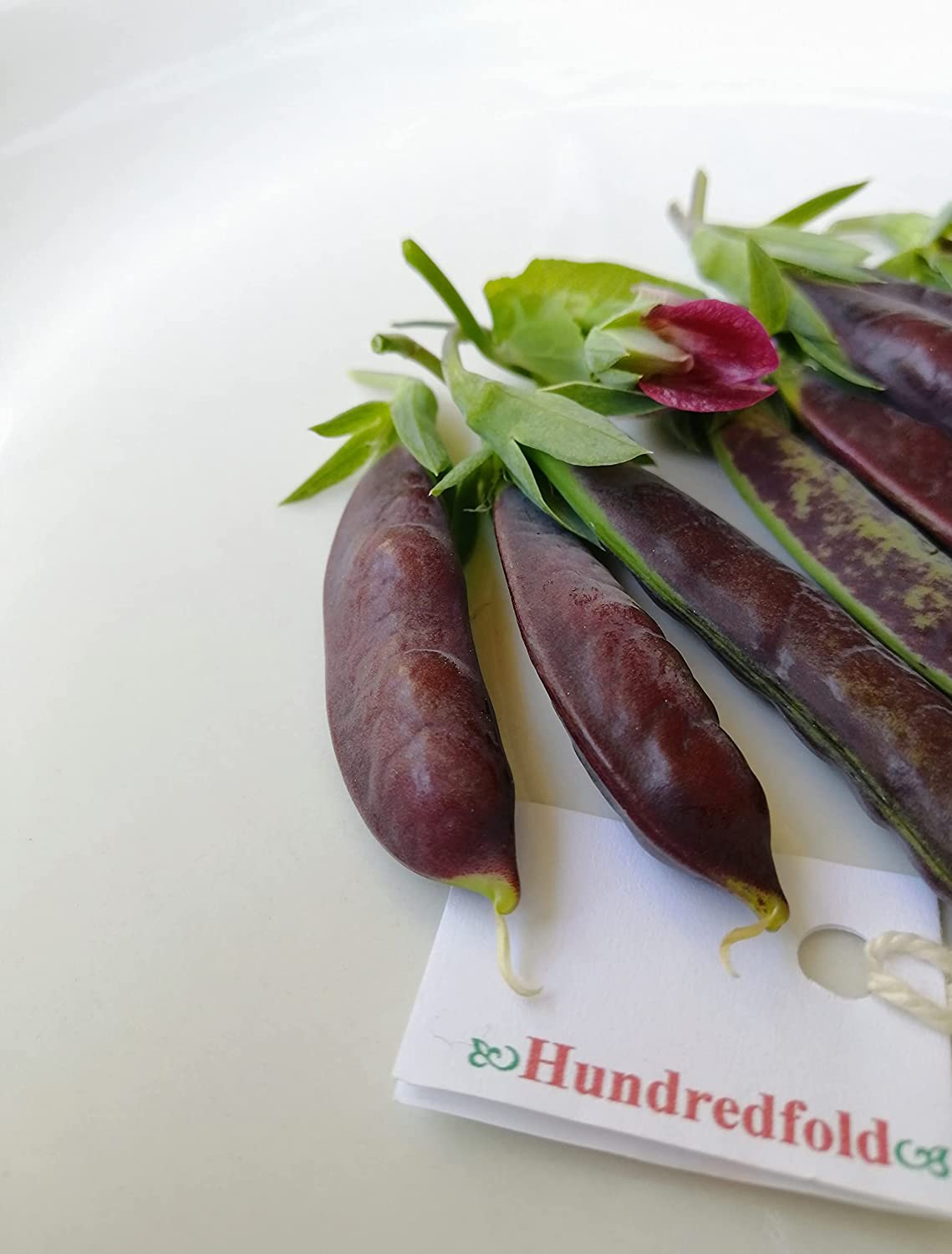 Magnolia à sucre centuple 50 graines de pois mange-tout à planter - Légume sans OGM avec des fleurs roses et violettes très ornementales et des gousses délicieuses et sucrées, les vignes hautes ont besoin de treillis (support) 
