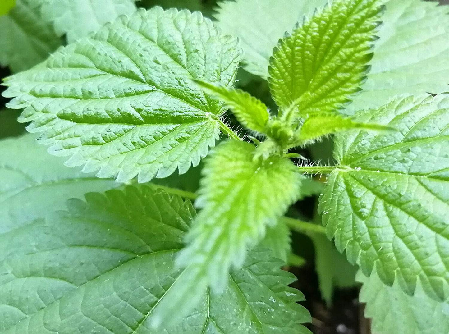 Organic Stinging Nettle 200 Herb Seeds - Common Nettle, Stinger, Urtica dioica