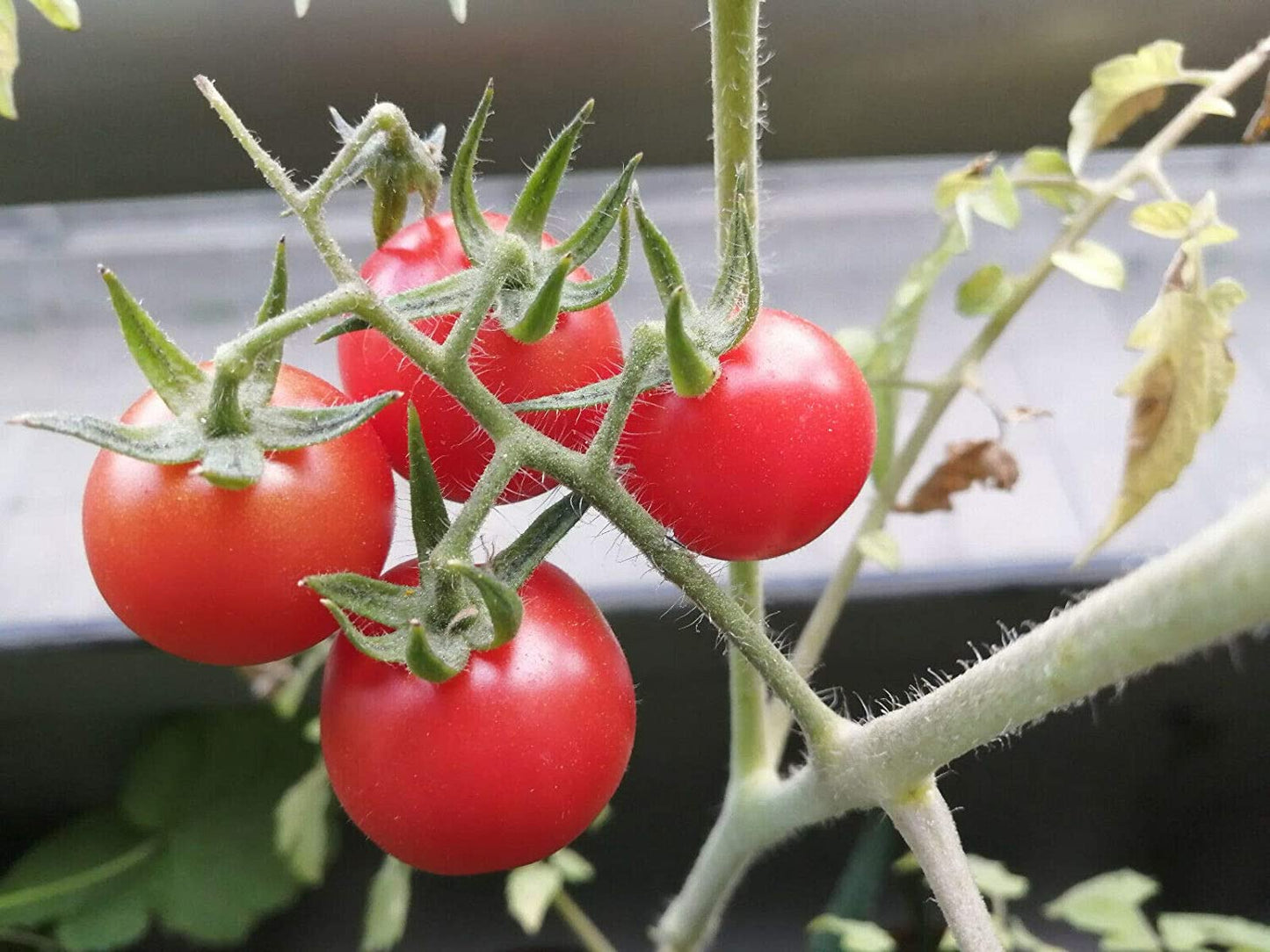 Hundredfold Gardener’s Delight Cherry Tomato 30 Vegetable Seeds - Sugar Lump, Open-Pollinated, Non-GMO